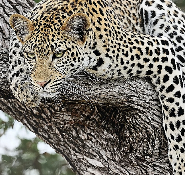 Обои ILLUSION DM 034