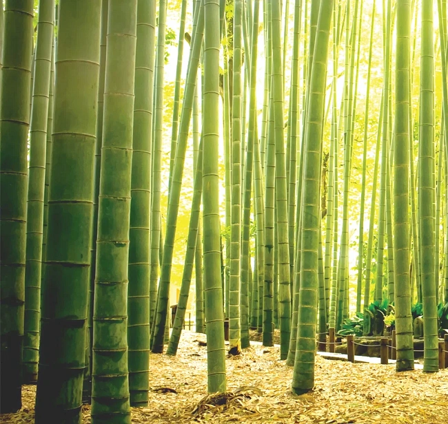 Обои SCENERY 025